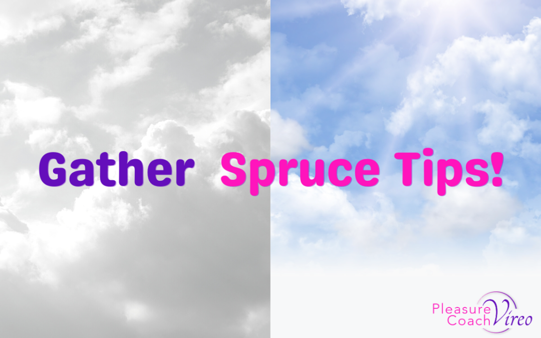 Gather Spruce Tips!